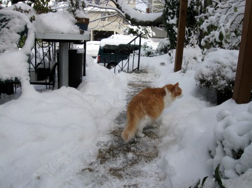 Bob the cat checks out the snow-covered front yard.  He decided he'd rather stay inside too!
